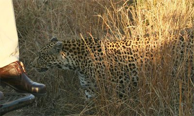 Camouflaged leopard